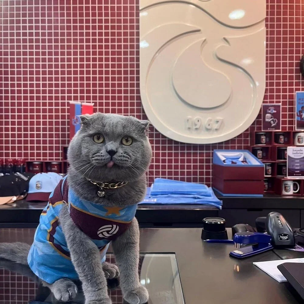 o bir minik trabzonspor fenomeni bu cagriya kulak verin tom ne zaman stada girecek RaNnyiyO