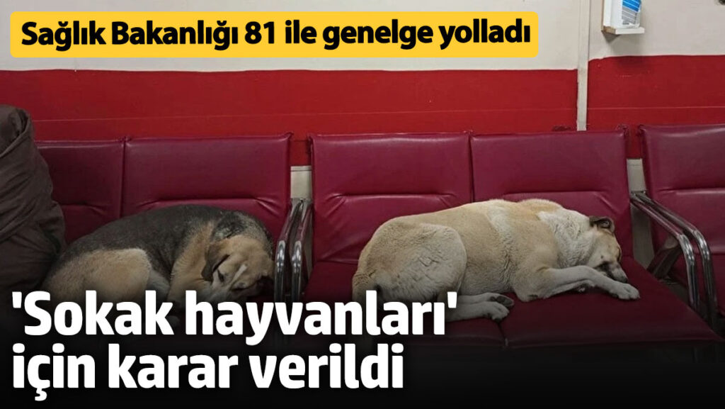 saglik bakanligi 81 ile genelge yolladi sokak hayvanlari icin karar verildi VIFGWBTB