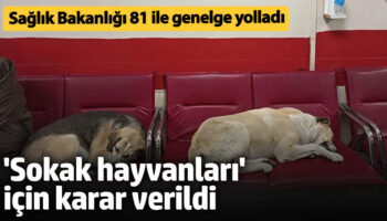 saglik bakanligi 81 ile genelge yolladi sokak hayvanlari icin karar verildi VIFGWBTB