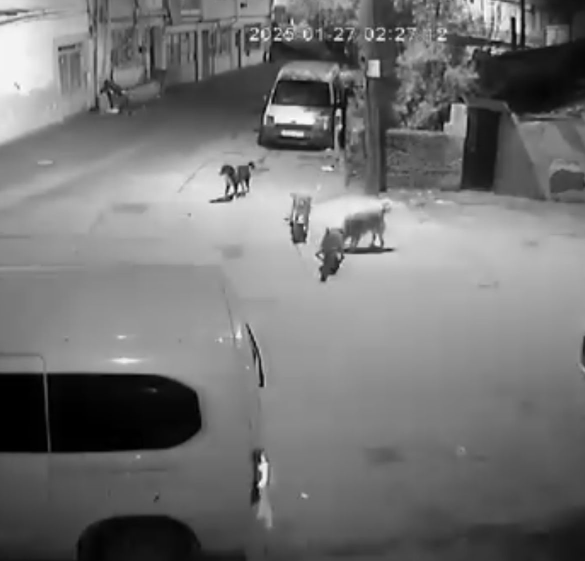 sahipsiz kopekler kediyi parcaladi 0 b7N7Dg9f