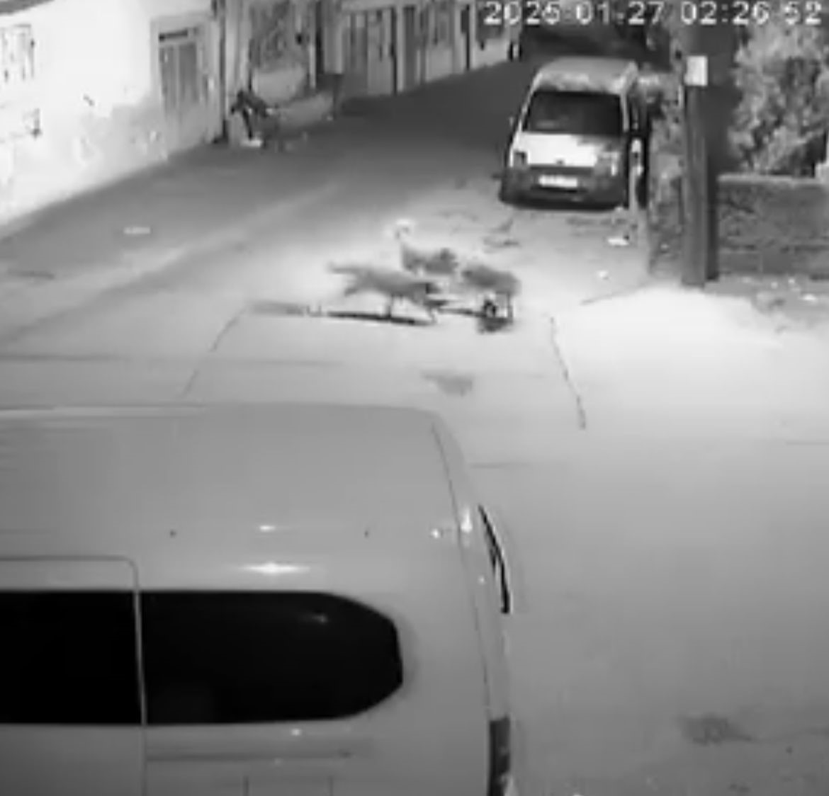 sahipsiz kopekler kediyi parcaladi 1 UZ3sn8Kn