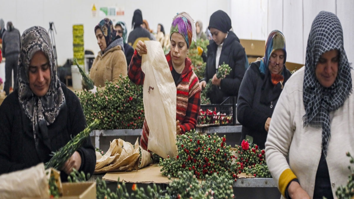 sevgililer gunu icin 30 ulkeye 75 milyon dal cicek ihracati 1