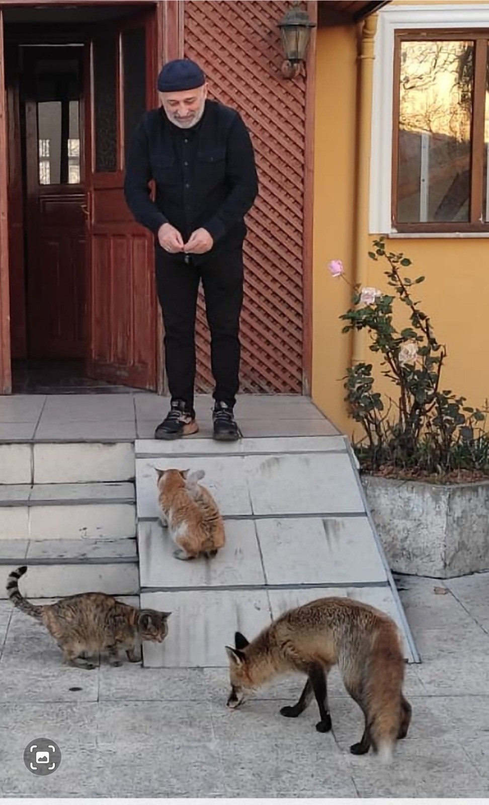 tilki ve kedilerin yemek dostlugu 1 MazbnVWT