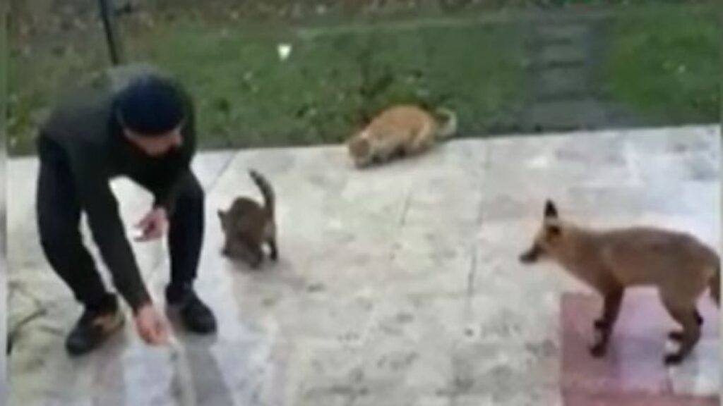 tilki ve kedilerin yemek dostlugu fVRcZWRn