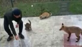 tilki ve kedilerin yemek dostlugu fVRcZWRn