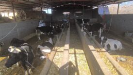 ureticiler sutun kilosunun 9 liradan alinmasina tepkili JAGgDiVC