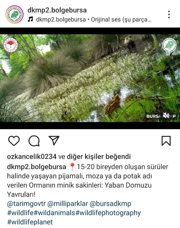 yaban domuzu yavrulari ormanda su icerken goruntulendi 3 dqTOA83Q