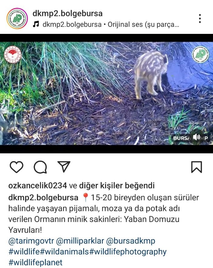 yaban domuzu yavrulari ormanda su icerken goruntulendi 4 sV2VOsgY