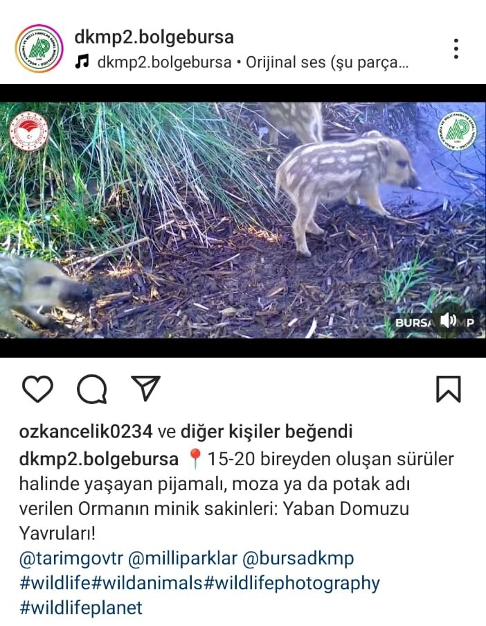 yaban domuzu yavrulari ormanda su icerken goruntulendi 5 FfITkVGU