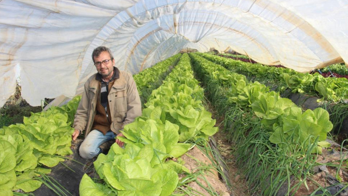 yilin 12 ayi salatalik urun yetistirerek ekmeklerini kazaniyorlar 0 1q1tpuRl