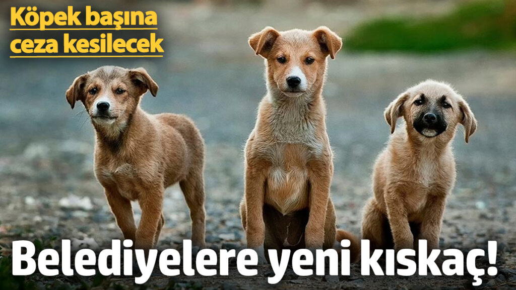 belediyelere yeni kiskac kopek basina ceza kesilecek yRX2JmGN