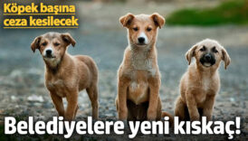 belediyelere yeni kiskac kopek basina ceza kesilecek yRX2JmGN