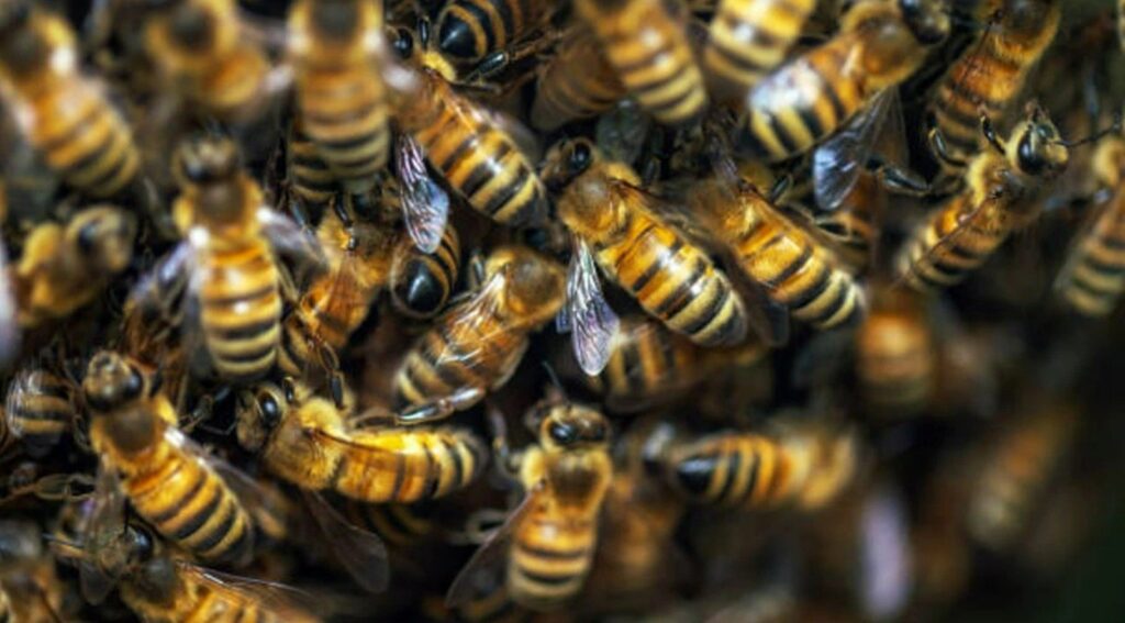 bilim dunyasina damga vuran deney casus arilar gercek oldu KOuyN9LD
