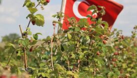 bu meyveyi ureten zengin oluyor talepler patladi Zx2yzsp7