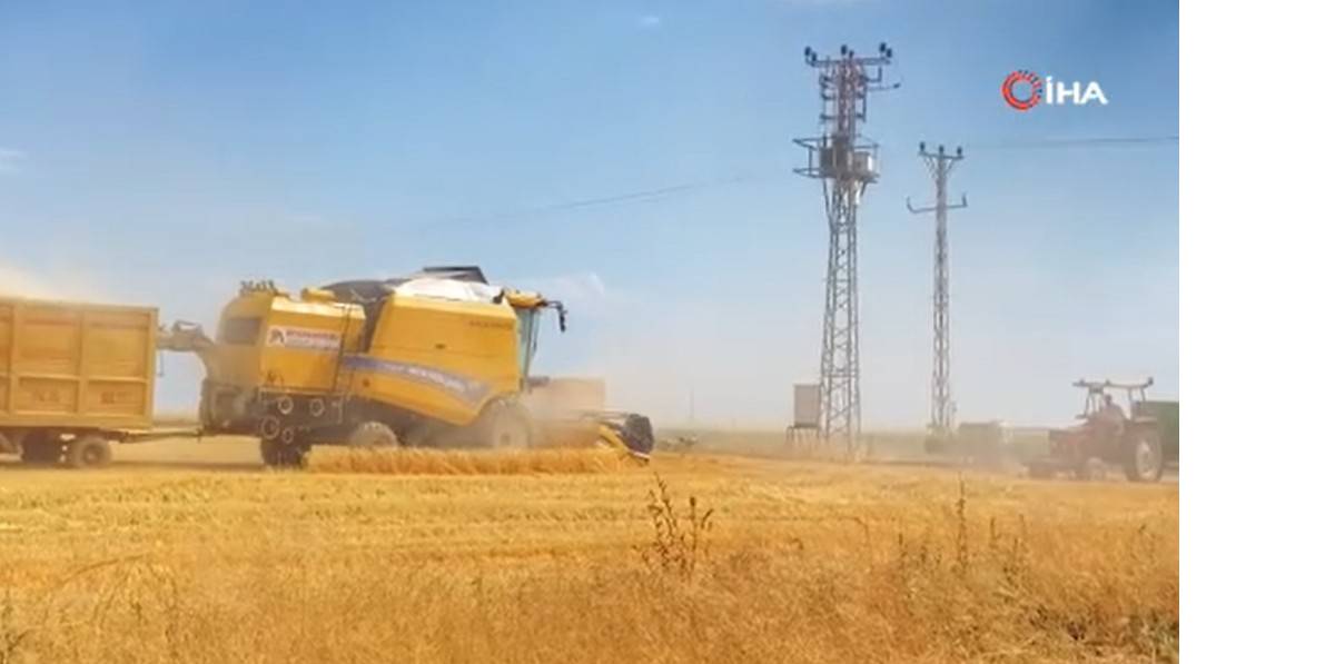 bugday hasadi devam ediyor 0