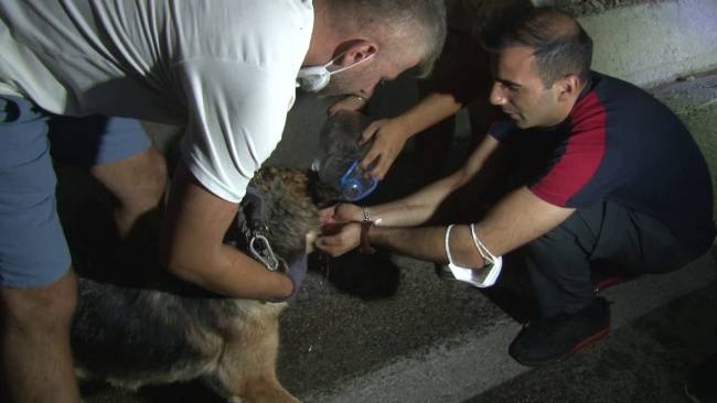 bursadaki yangindan etkilenen hayvanlar boyle kurtarildi 2 Mvv6CfT4