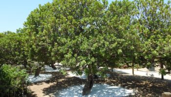 cesmede agaclardan sakiz damlayacak 8tmIT32B