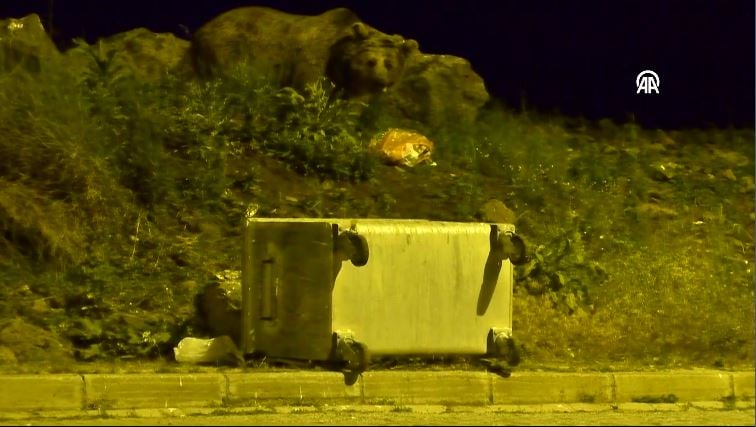 copte yiyecek ararken goruntulendi tepe mahallesinde korku dolu anlar dikkatli olun uyarisi 13 2gTL93pu