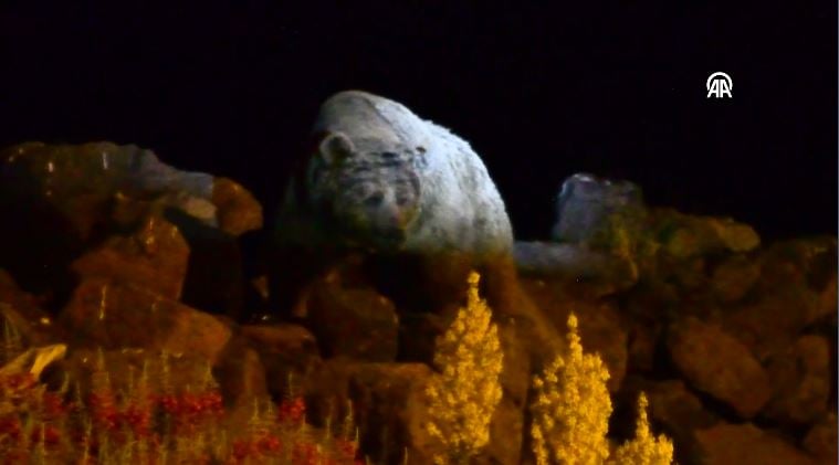 copte yiyecek ararken goruntulendi tepe mahallesinde korku dolu anlar dikkatli olun uyarisi 6 hMvfry1i