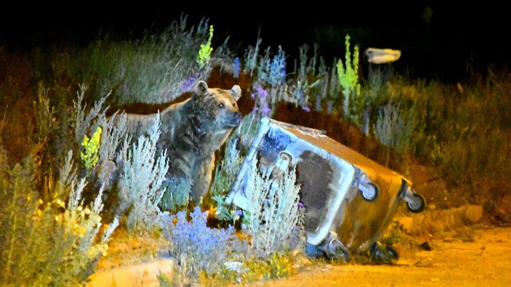 copte yiyecek ararken goruntulendi tepe mahallesinde korku dolu anlar dikkatli olun uyarisi Gn3v15lY