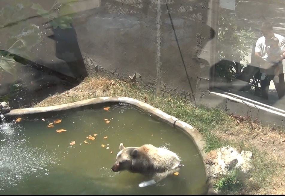 hayvanat bahcesinde hayvanlar buz kaliplariyla serinletildi 2 habXur8h