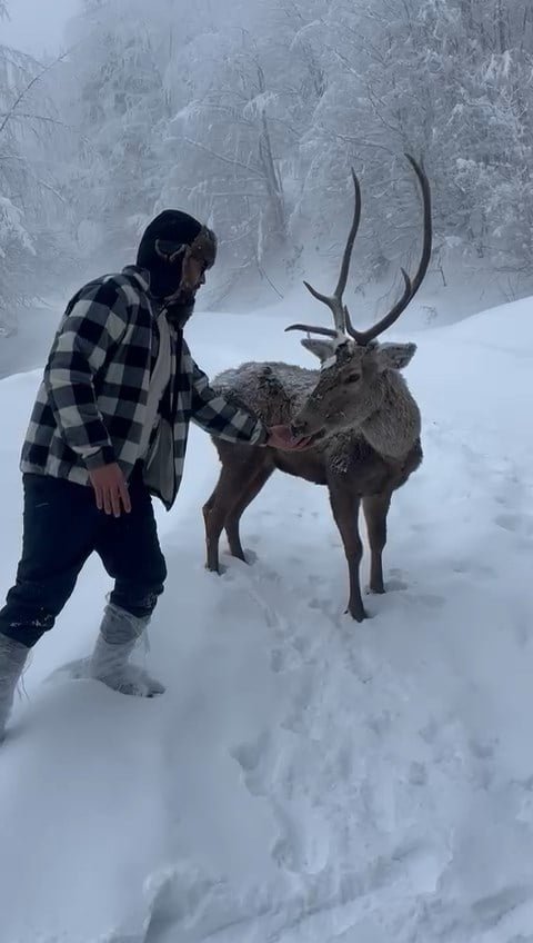 karli havada kizilgeyikler goruntulendi 0 24zKul3w