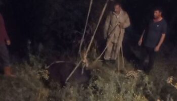 karsta kayaliktan dusen inek kurtarildi 3MIhUsxx