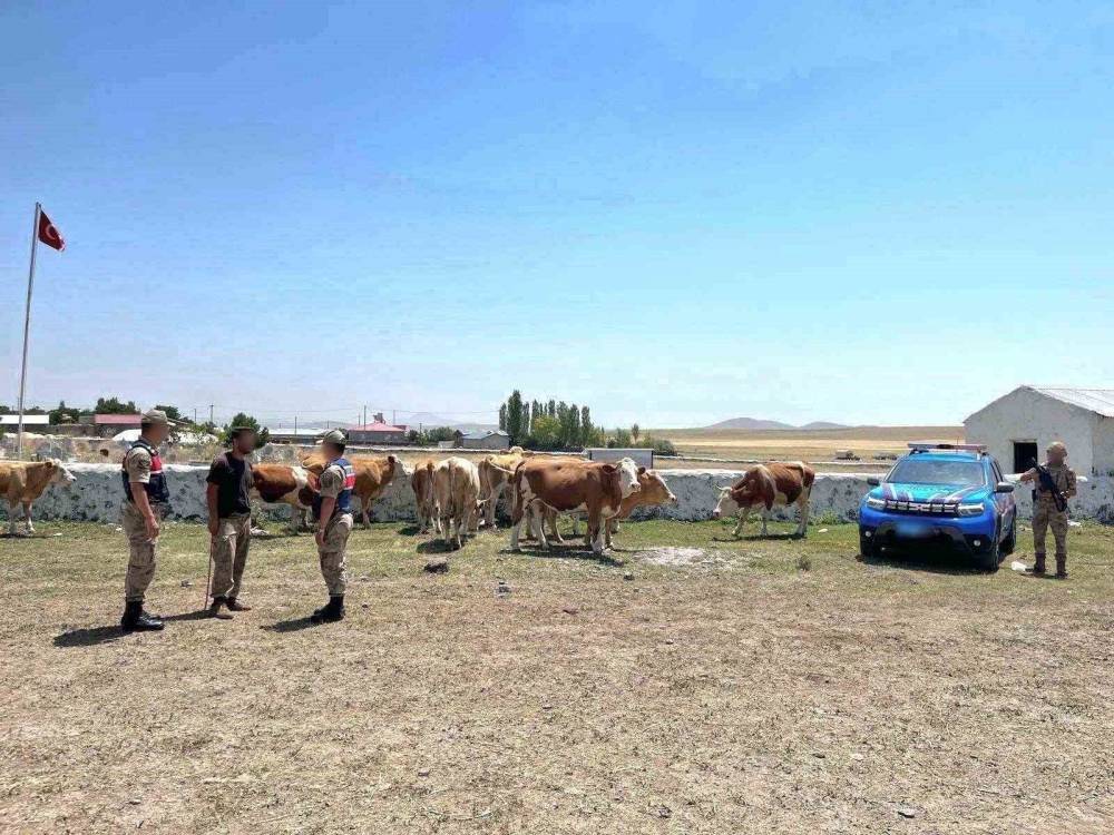 kaybolan buyukbas hayvanlar sahibine kavustu 0 52uNzAi9