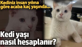 kedi yasi nasil hesaplanir kediniz insan yasina gore aca kac yasinda 3GH1V8EW