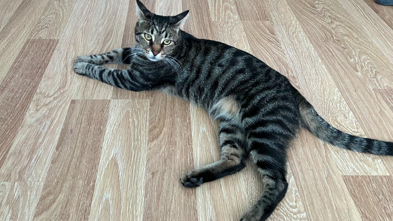 kedi yasi nasil hesaplanir kediniz insan yasina gore acaba kac yasinda 0