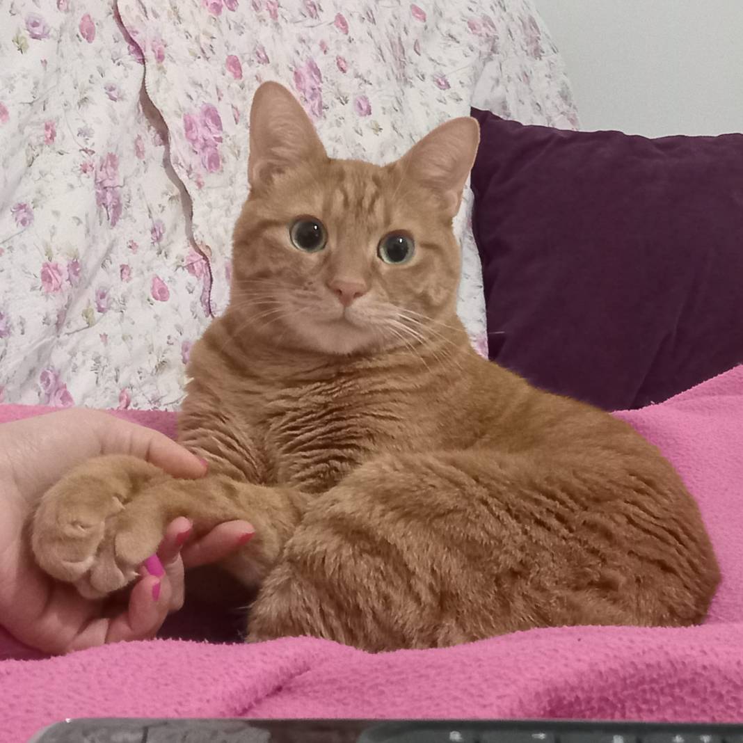 kedi yasi nasil hesaplanir kediniz insan yasina gore acaba kac yasinda 1 uhuvFhXI