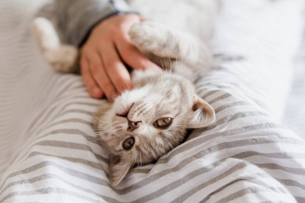 kedi yasi nasil hesaplanir kediniz insan yasina gore acaba kac yasinda 10