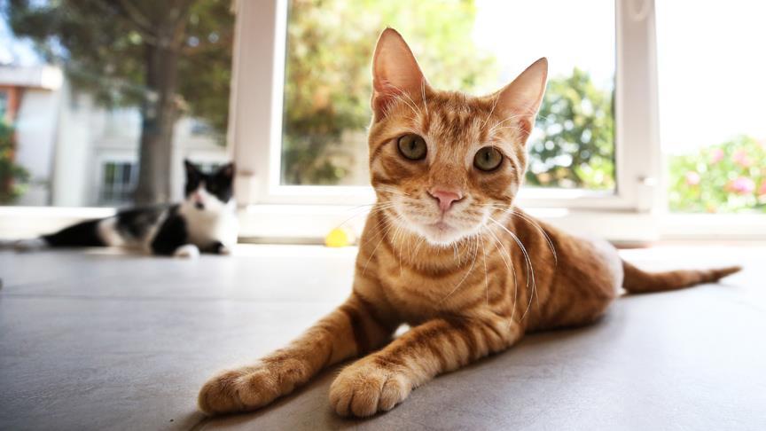 kedi yasi nasil hesaplanir kediniz insan yasina gore acaba kac yasinda 12