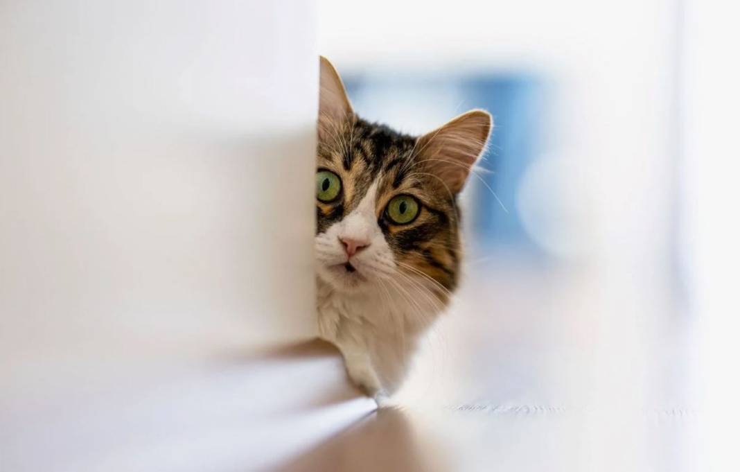 kedi yasi nasil hesaplanir kediniz insan yasina gore acaba kac yasinda 13 nJbrBWZh
