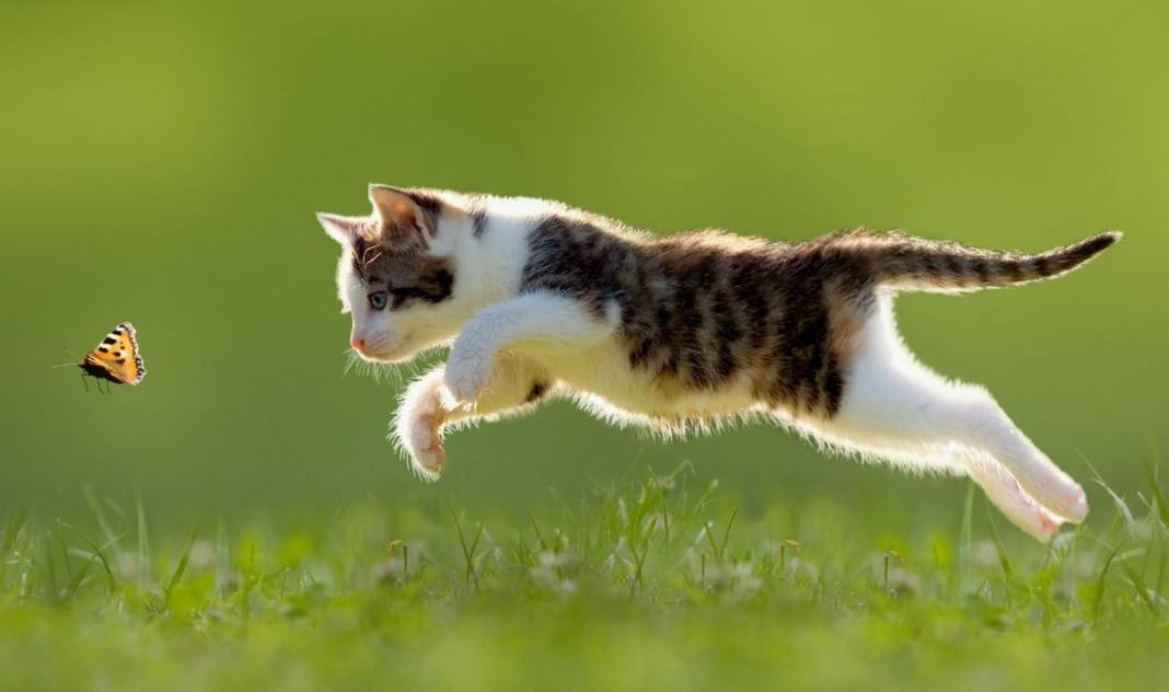 kedi yasi nasil hesaplanir kediniz insan yasina gore acaba kac yasinda 15 tqbXTgFY