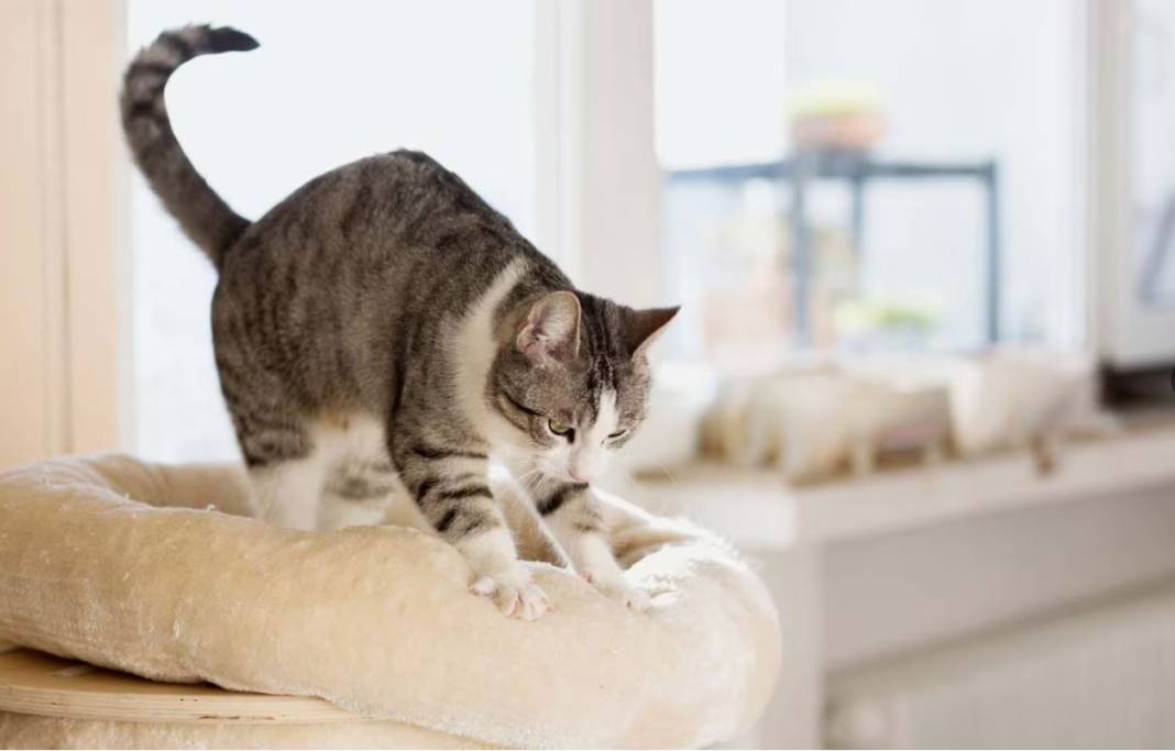 kedi yasi nasil hesaplanir kediniz insan yasina gore acaba kac yasinda 16 heDzQaqZ