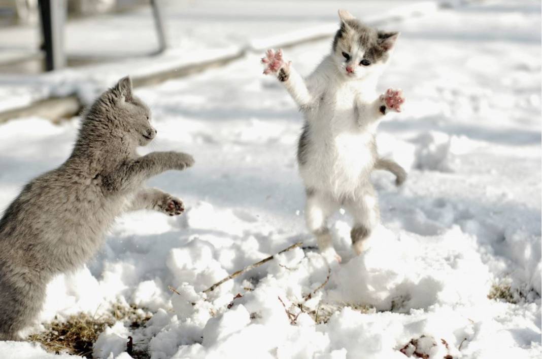 kedi yasi nasil hesaplanir kediniz insan yasina gore acaba kac yasinda 17 D3EweC54