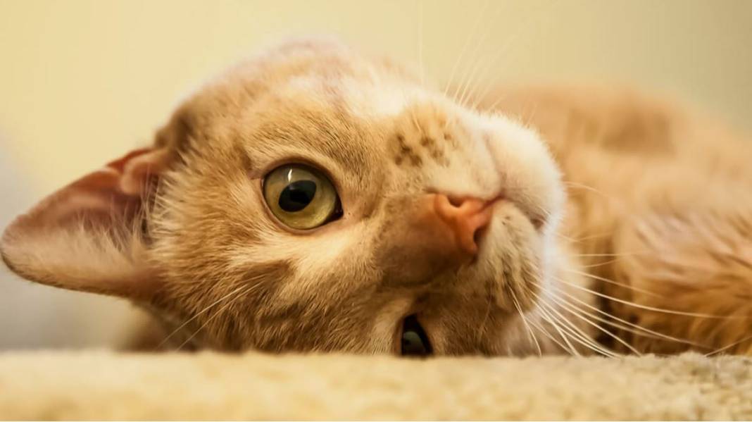 kedi yasi nasil hesaplanir kediniz insan yasina gore acaba kac yasinda 18 Sl96pQ95