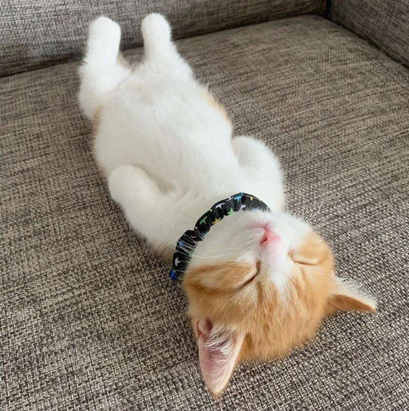 kedi yasi nasil hesaplanir kediniz insan yasina gore acaba kac yasinda 20