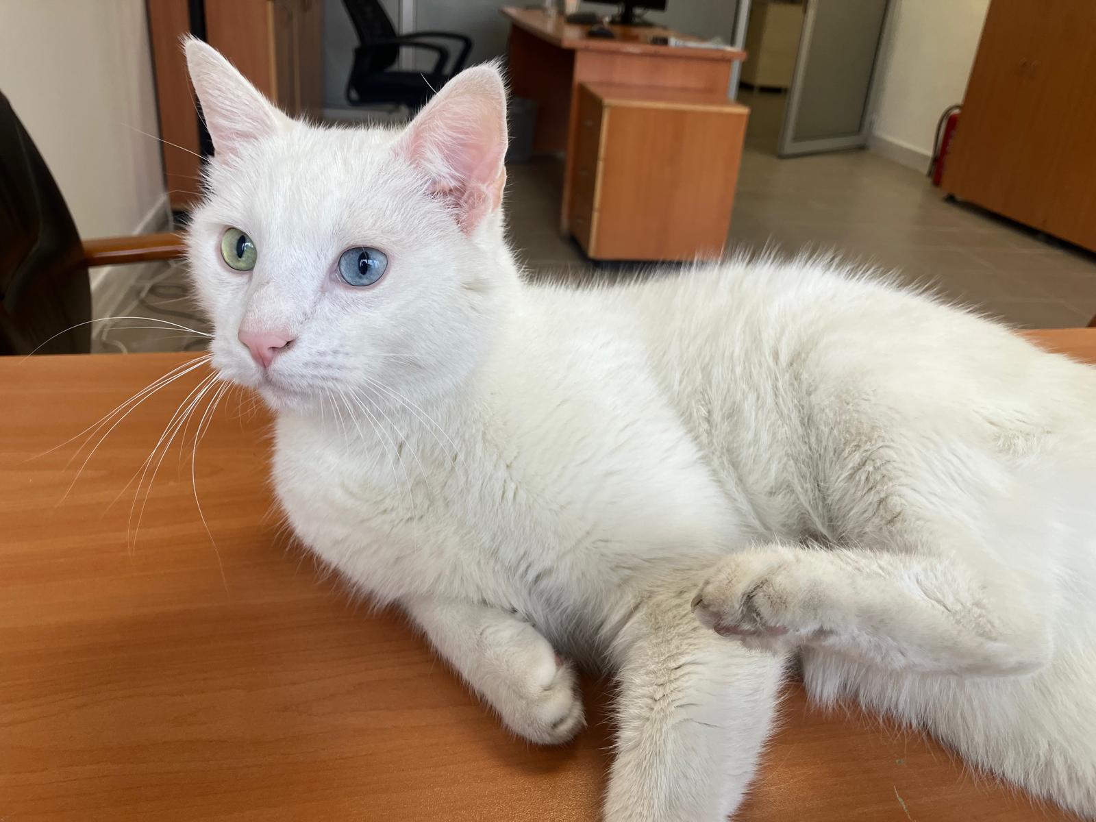kedi yasi nasil hesaplanir kediniz insan yasina gore acaba kac yasinda 22 wWgRO1Ry