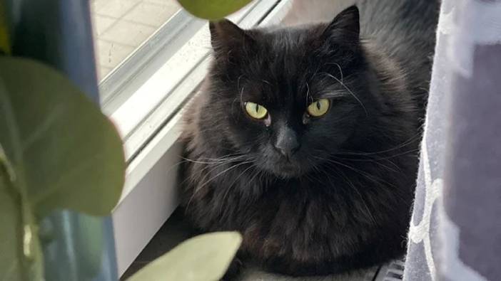 kedi yasi nasil hesaplanir kediniz insan yasina gore acaba kac yasinda 23 EUBwm3UM