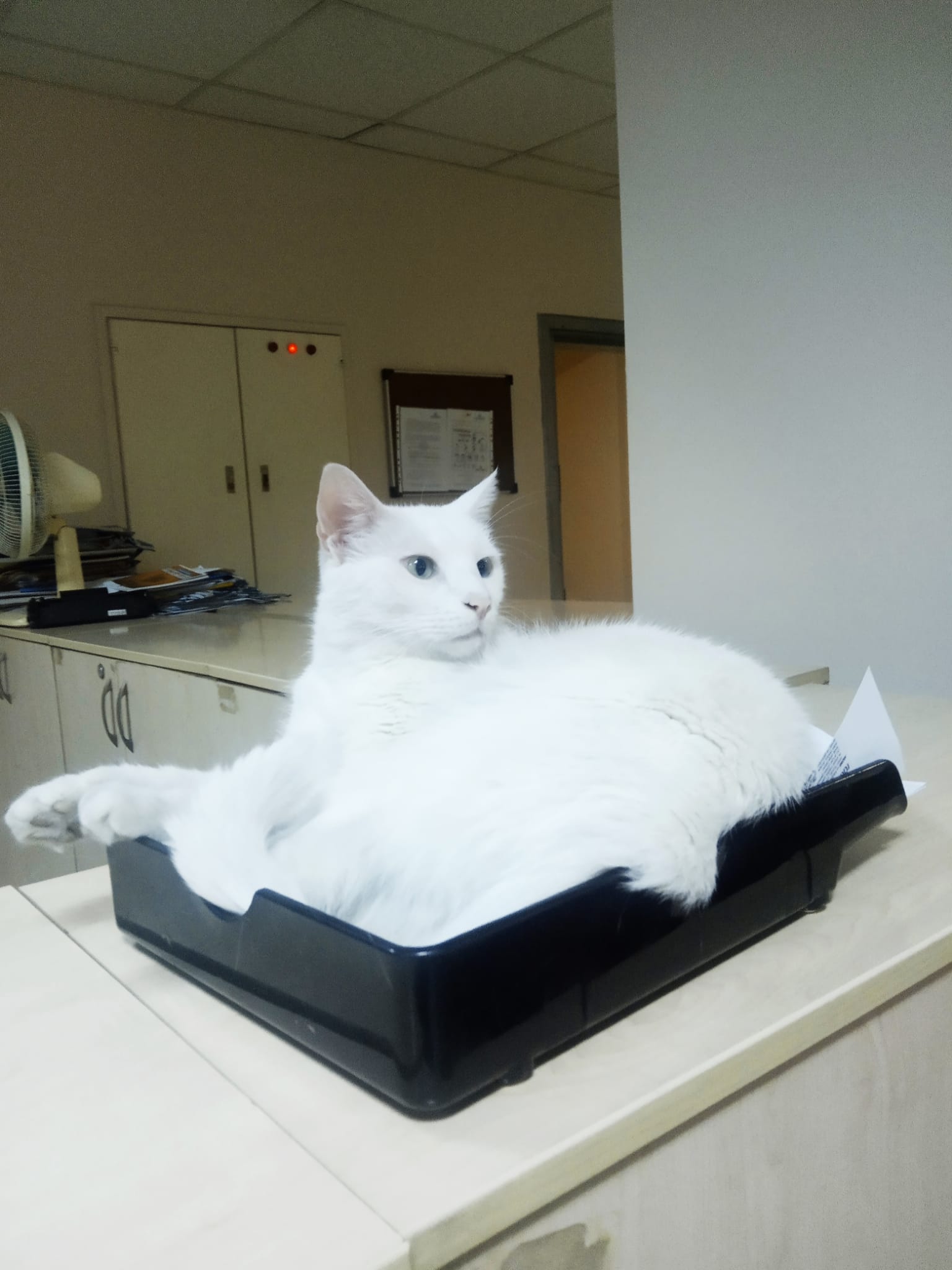kedi yasi nasil hesaplanir kediniz insan yasina gore acaba kac yasinda 24 e92s7EEm