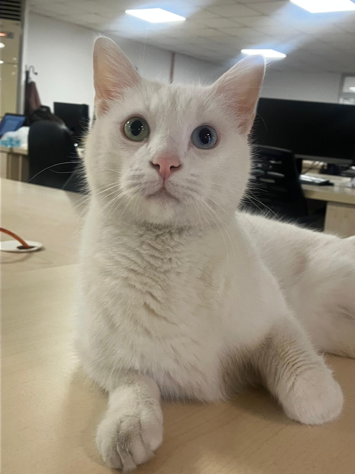 kedi yasi nasil hesaplanir kediniz insan yasina gore acaba kac yasinda 25 d138Pf5n