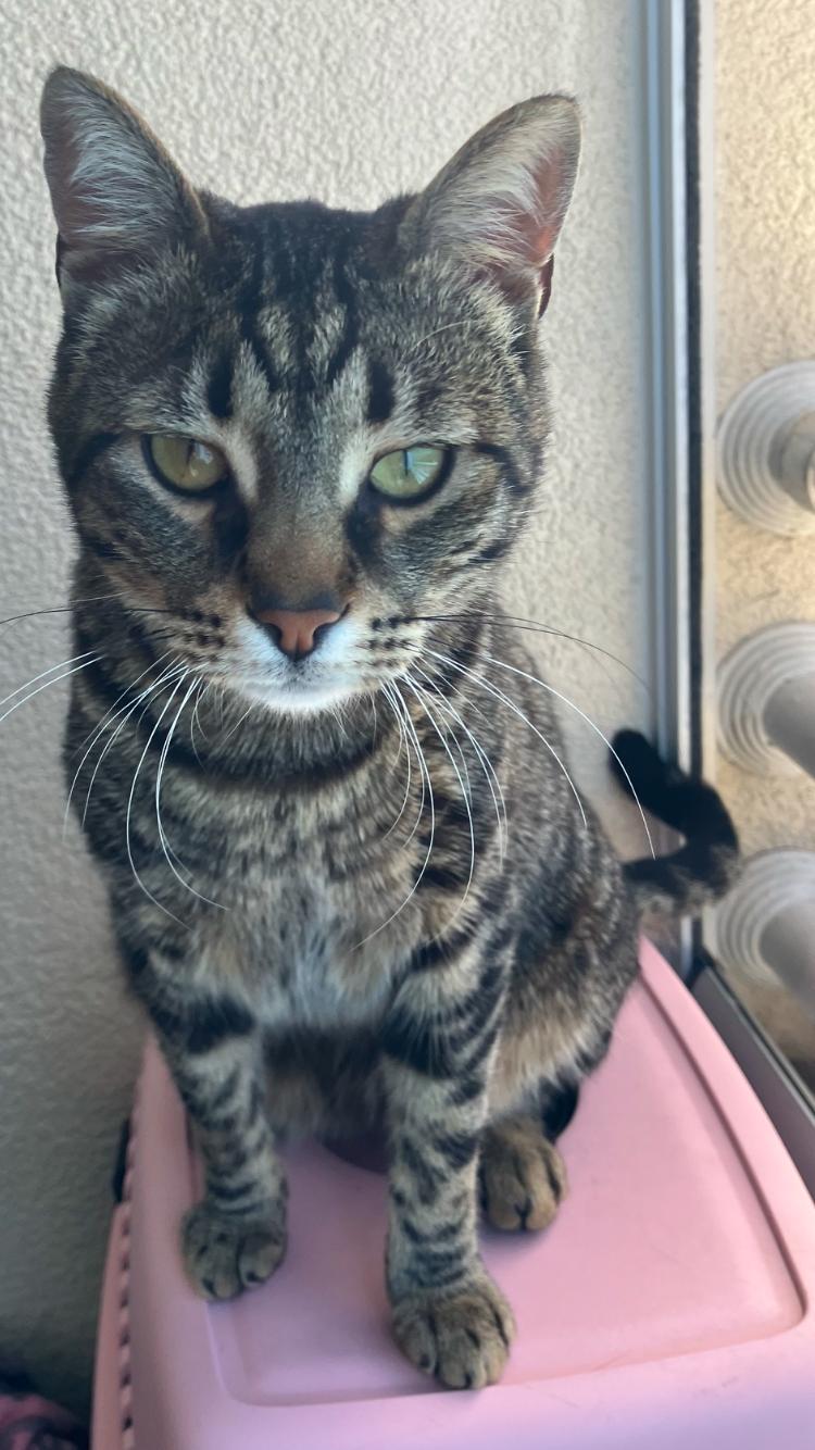 kedi yasi nasil hesaplanir kediniz insan yasina gore acaba kac yasinda 26 EijJ1L1i