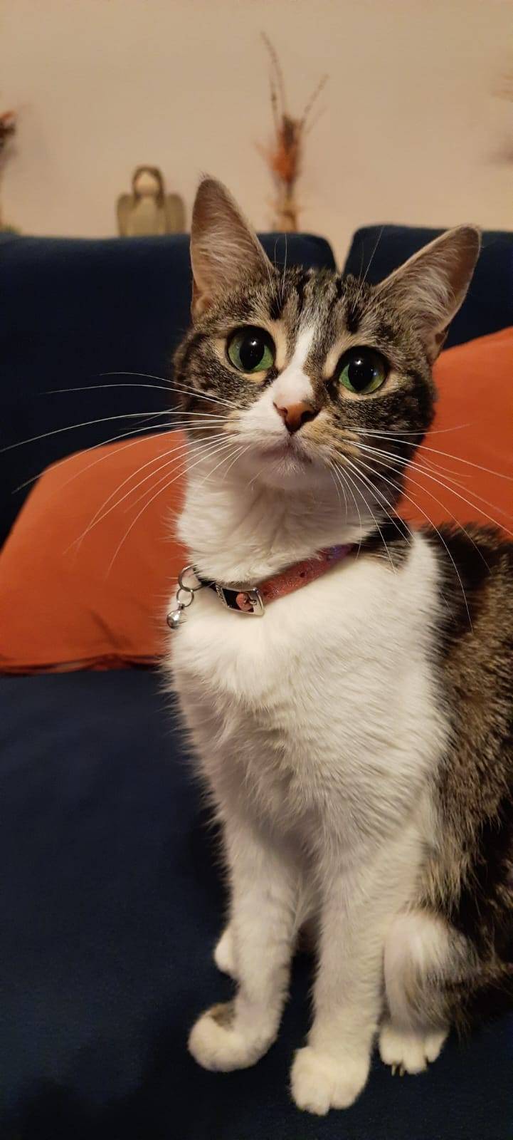 kedi yasi nasil hesaplanir kediniz insan yasina gore acaba kac yasinda 4 MAeChg2D