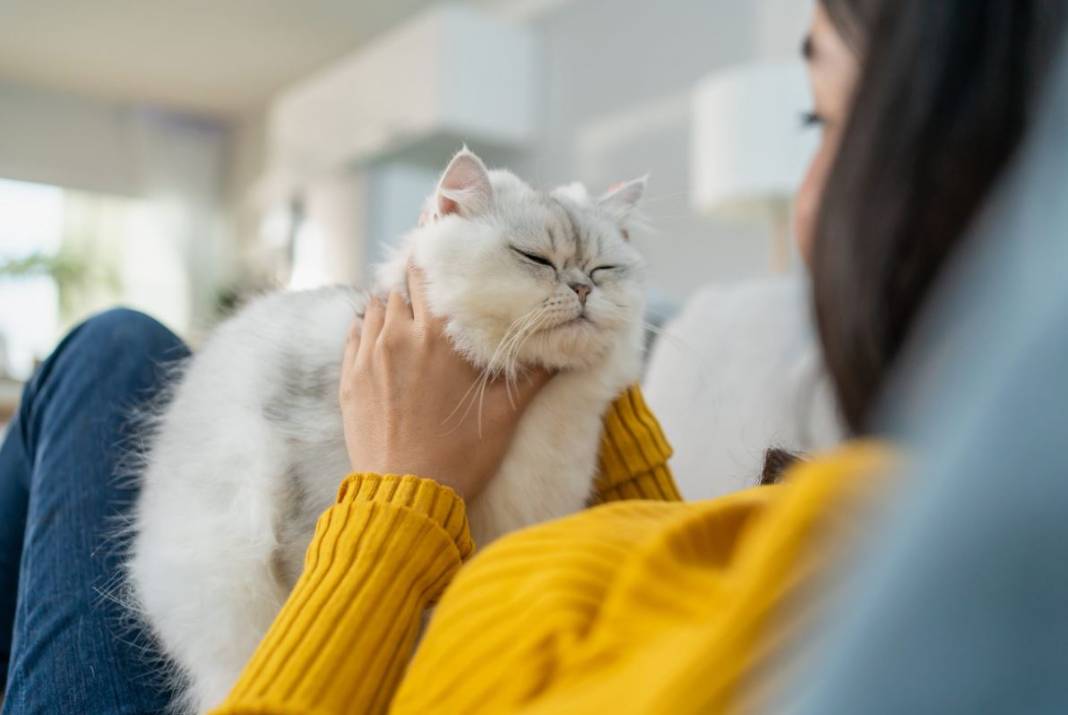 kedi yasi nasil hesaplanir kediniz insan yasina gore acaba kac yasinda 7 z33cIb1v