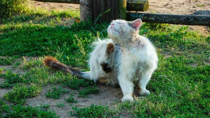 kedi yasi nasil hesaplanir kediniz insan yasina gore acaba kac yasinda 8