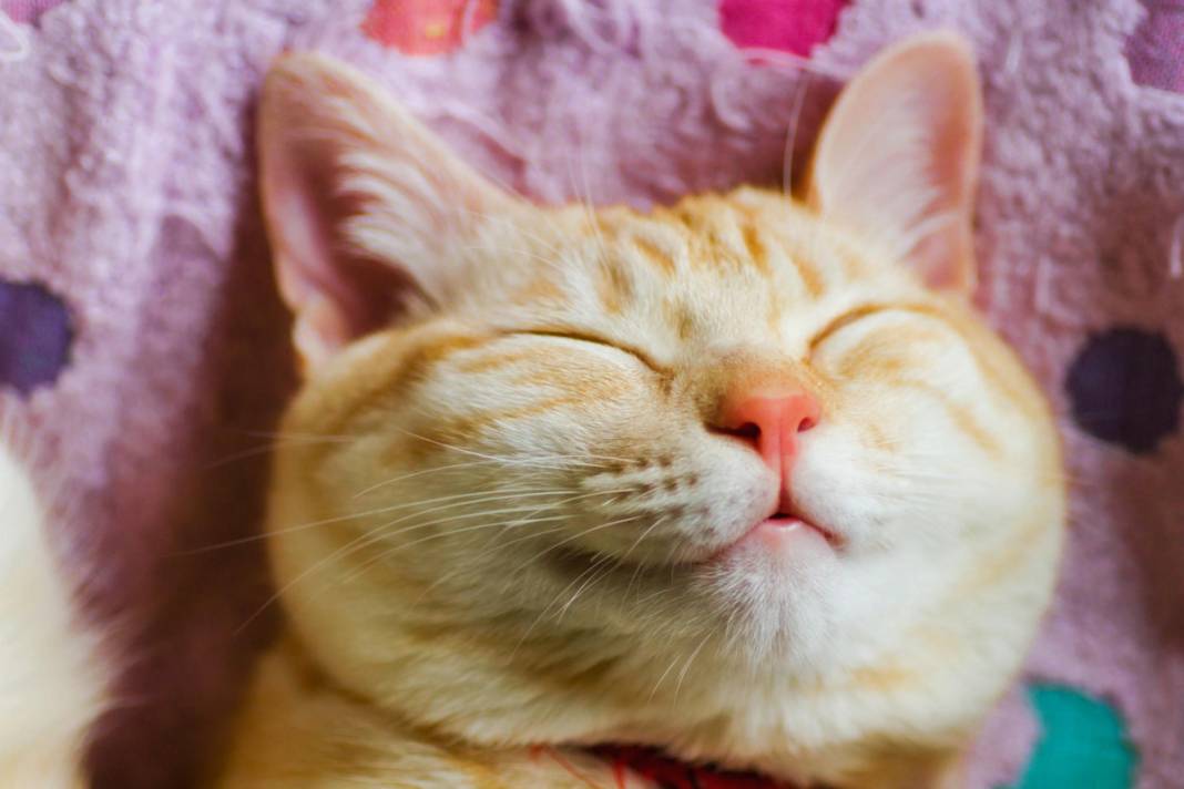 kedi yasi nasil hesaplanir kediniz insan yasina gore acaba kac yasinda 9 4QnfGltv