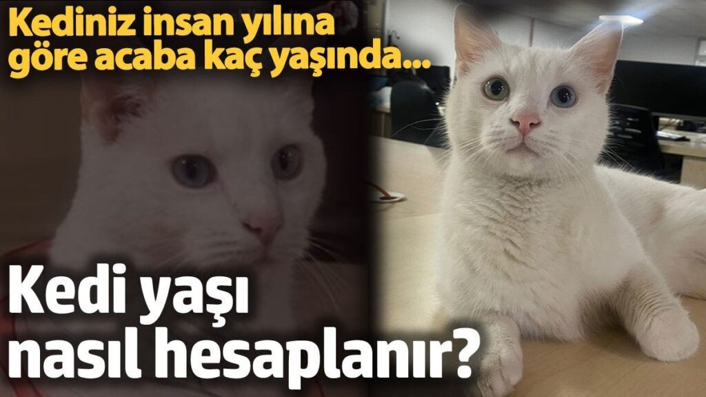 kedi yasi nasil hesaplanir kediniz insan yasina gore acaba kac yasinda p7ZcCAVx