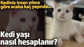 kedi yasi nasil hesaplanir kediniz insan yasina gore acaba kac yasinda p7ZcCAVx